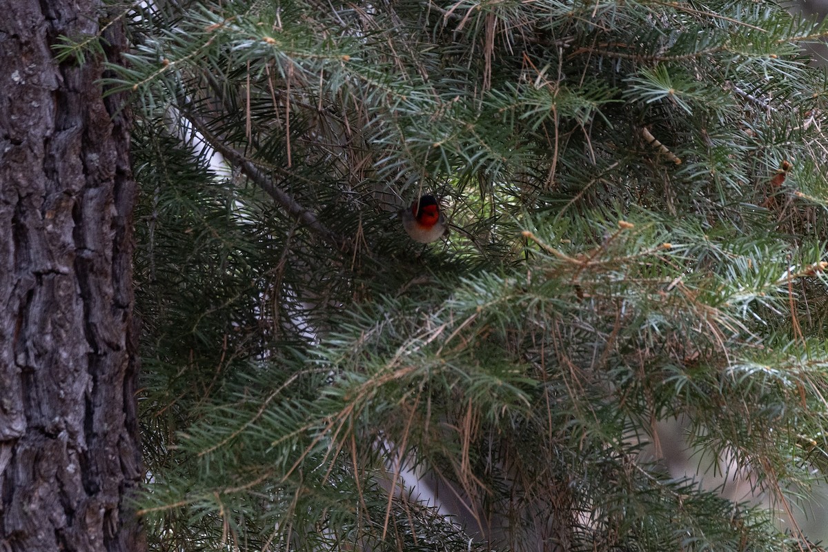 Краснолицая вильсония - ML646914093