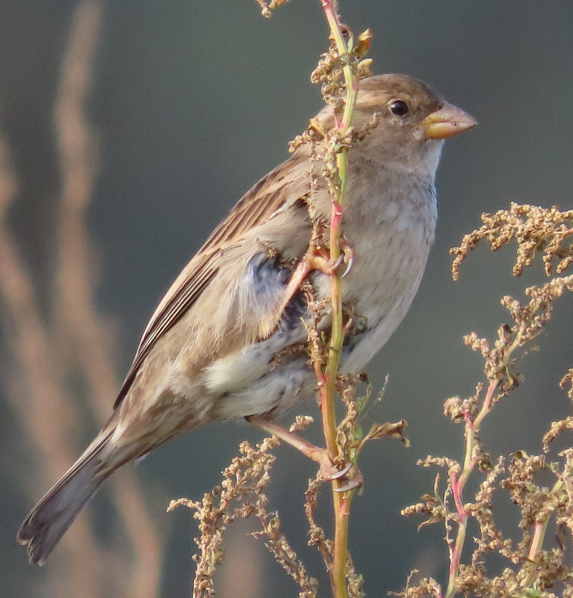 Домовый воробей - ML646914094