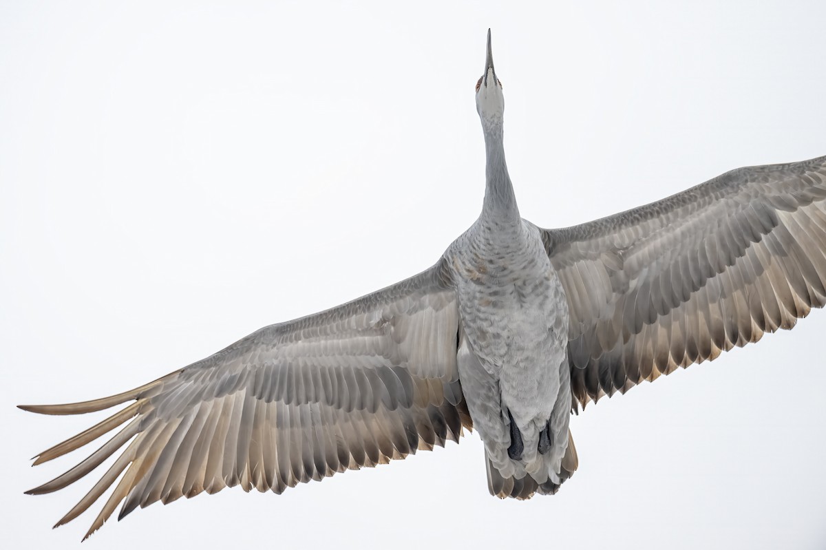 Grulla Canadiense - ML646914095