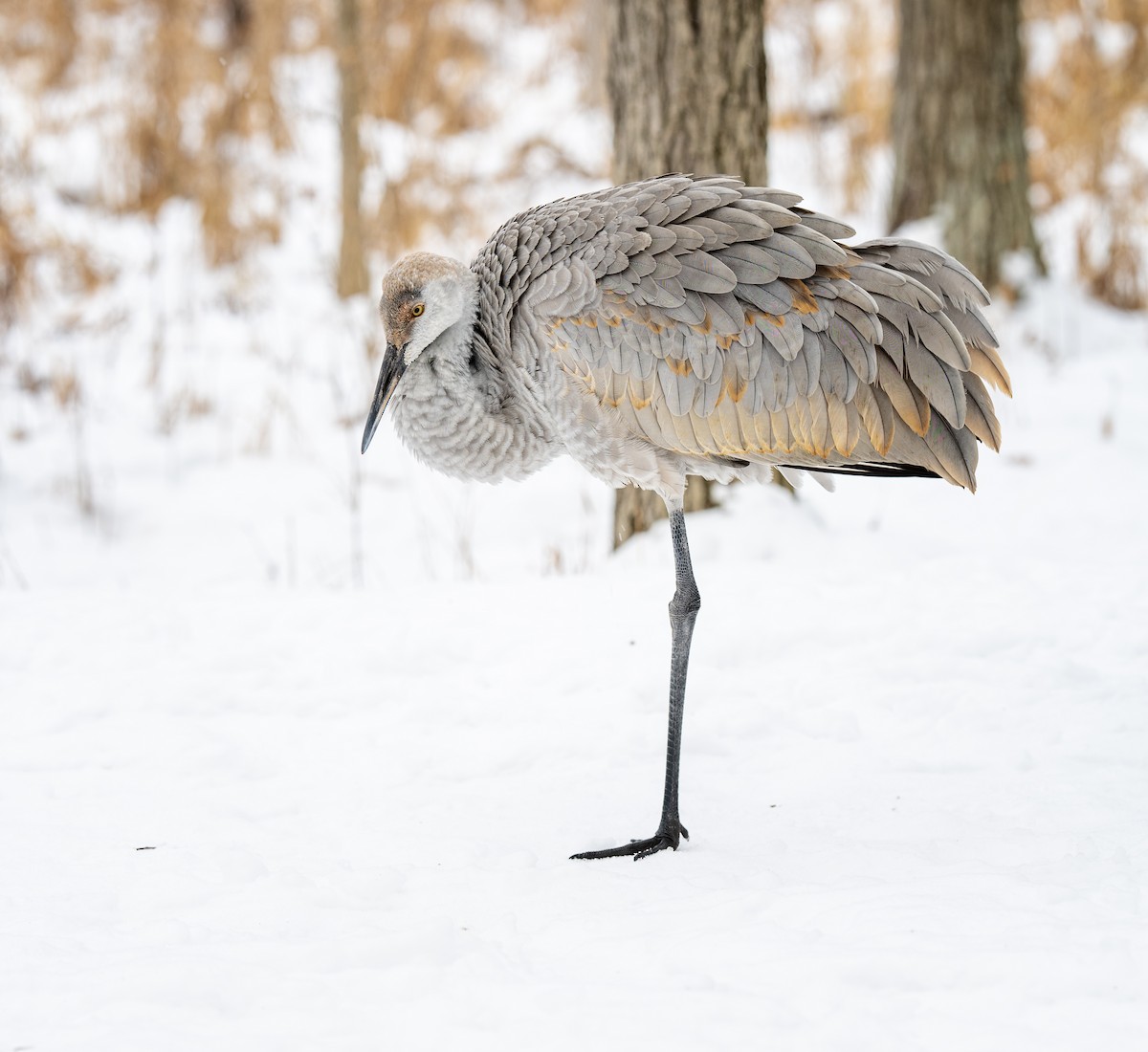 Grulla Canadiense - ML646914096