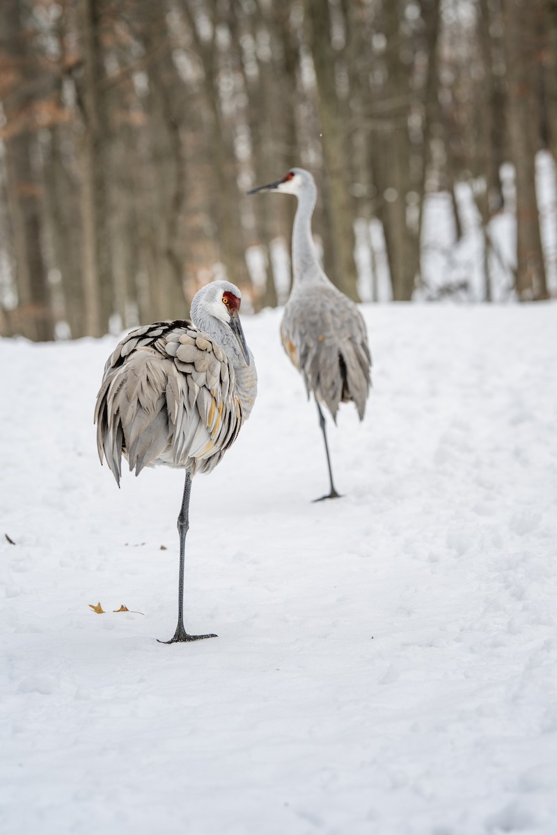Grulla Canadiense - ML646914097