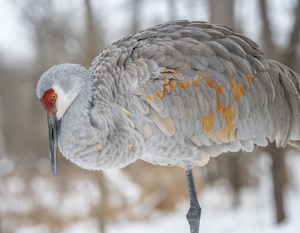 Grulla Canadiense - ML646914098