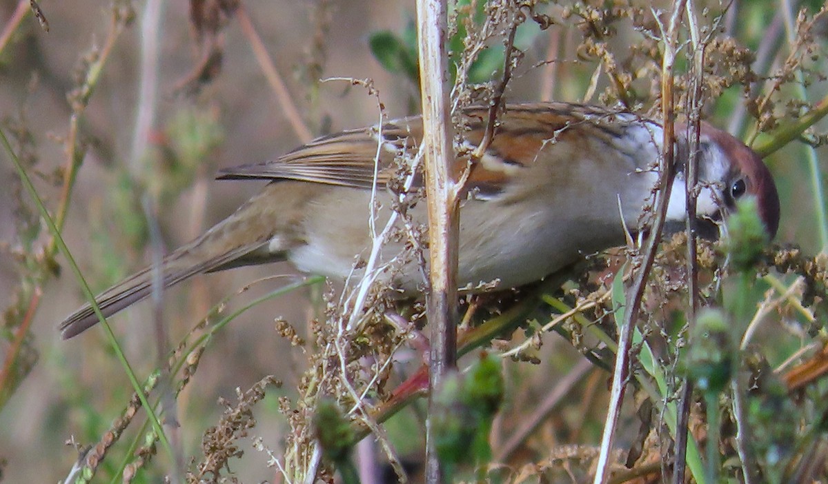 Gorrión Molinero - ML646914099