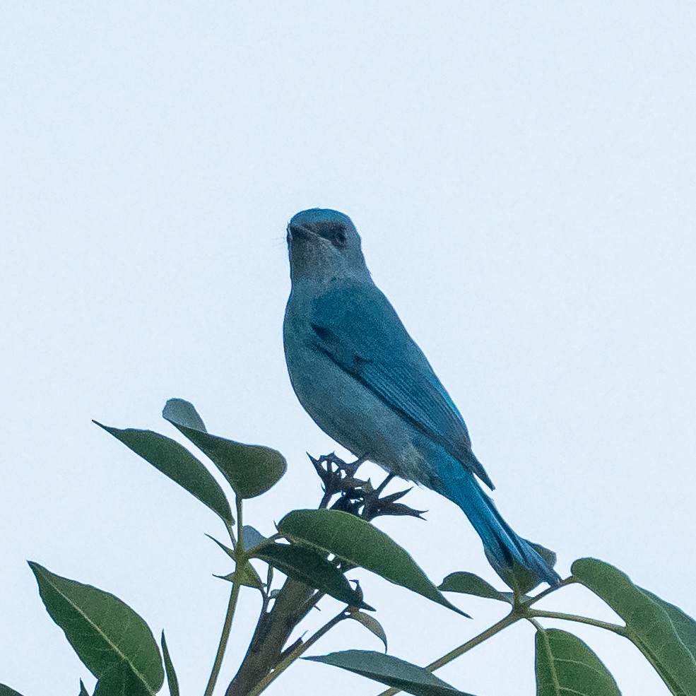 ロクショウヒタキ - ML646914101