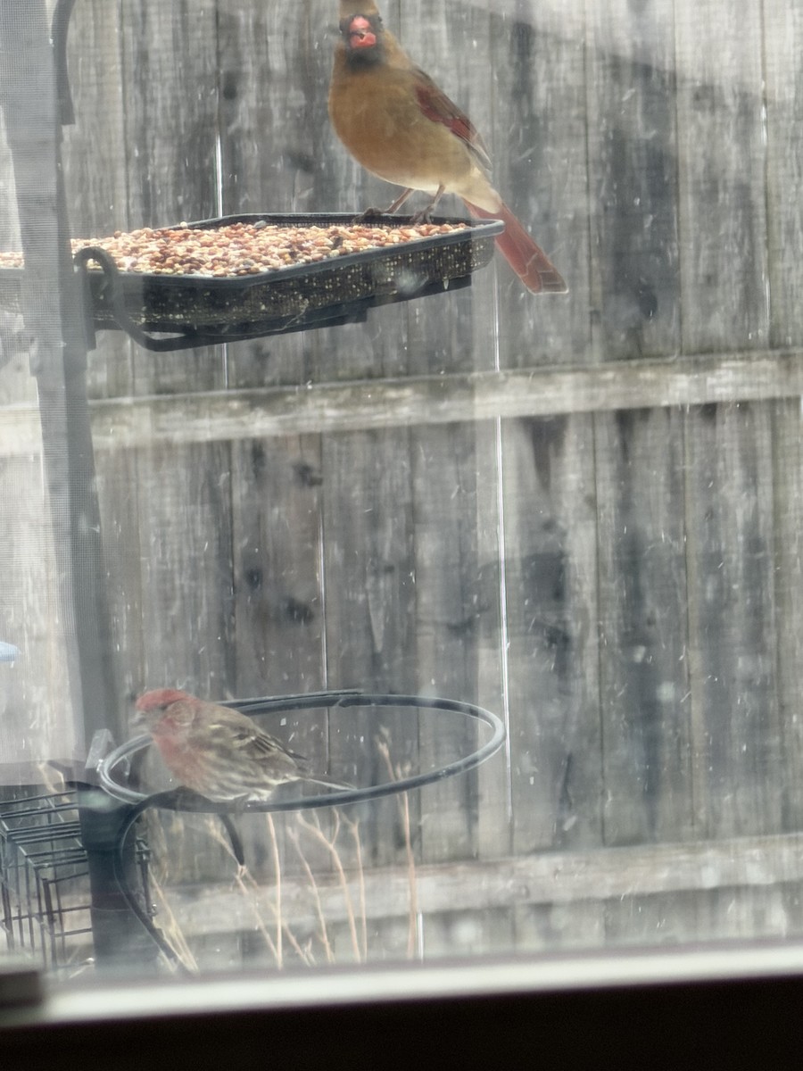 Northern Cardinal - ML646914102