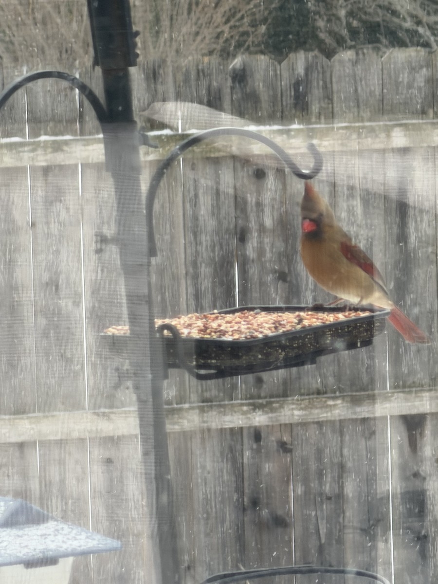 Northern Cardinal - ML646914103