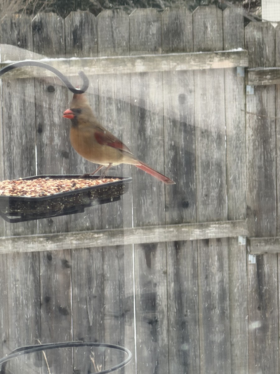 Northern Cardinal - ML646914104