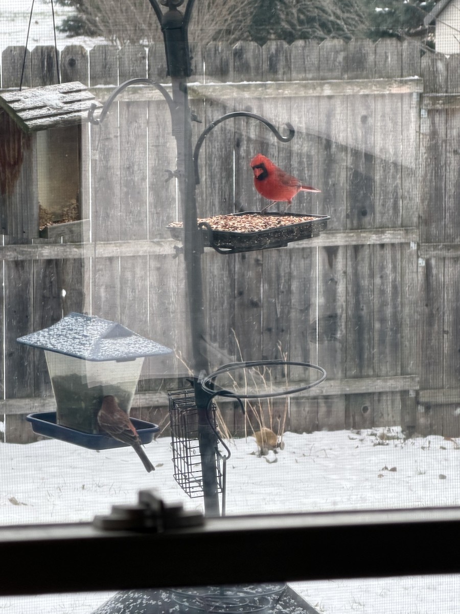 Northern Cardinal - ML646914105
