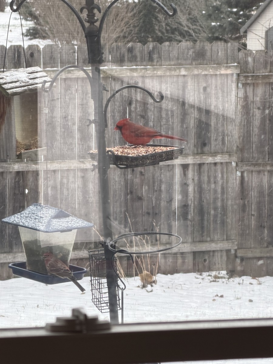 Northern Cardinal - ML646914106