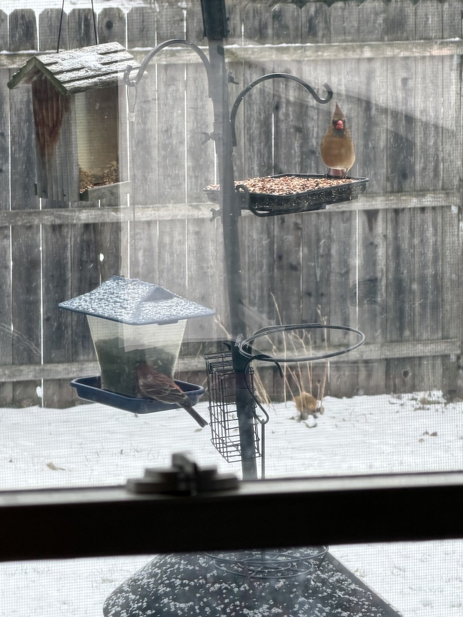 Northern Cardinal - ML646914107