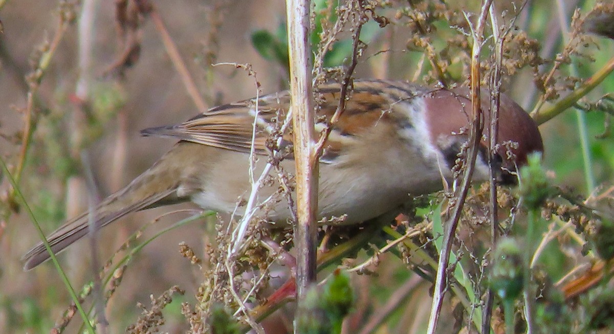 Gorrión Molinero - ML646914112