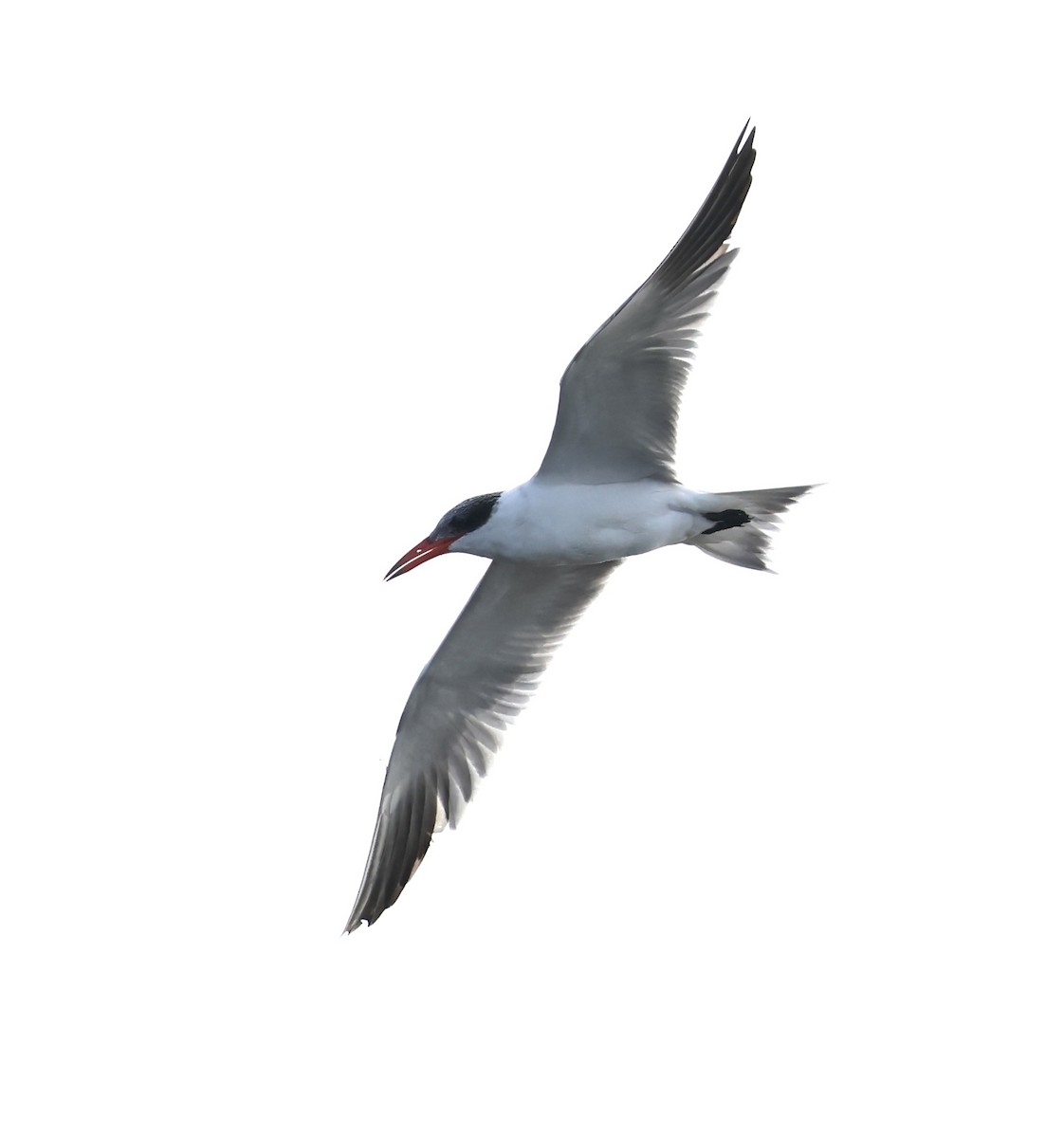 rovterne - ML646914113