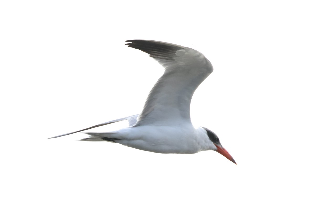 rovterne - ML646914115