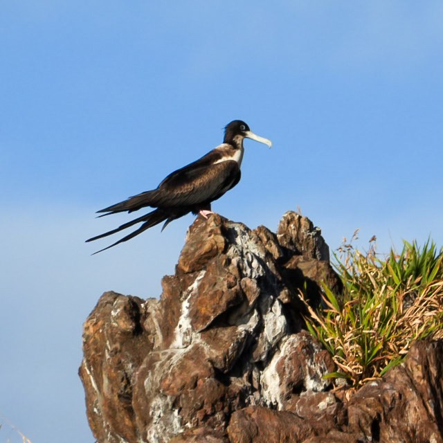 Great Frigatebird - ML646914116
