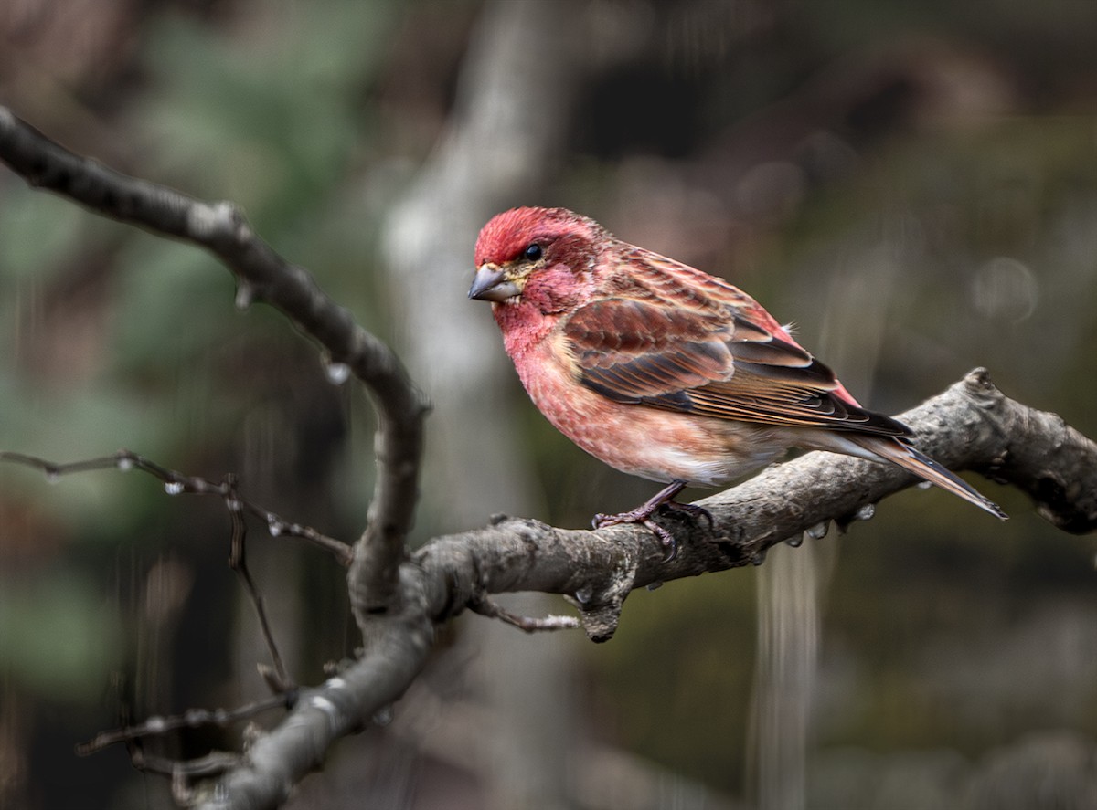 Purple Finch - ML646914123