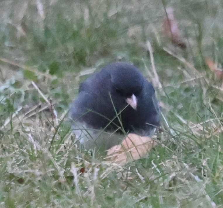 Junco Ojioscuro - ML646914124