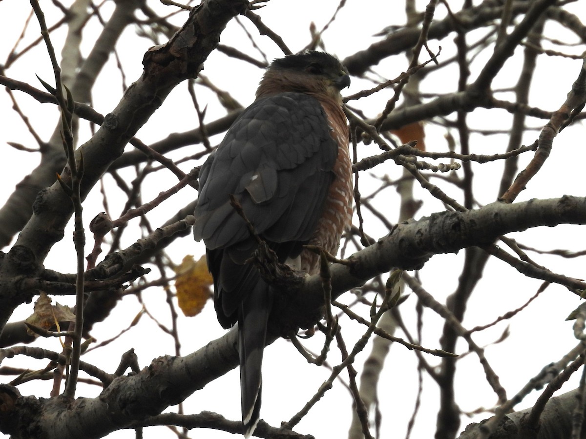 Cooper's Hawk - ML646914125