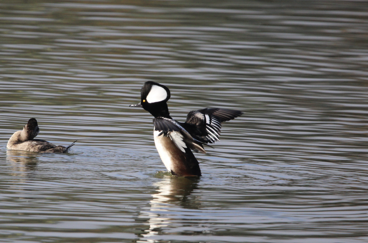 hjelmfiskand - ML646914127