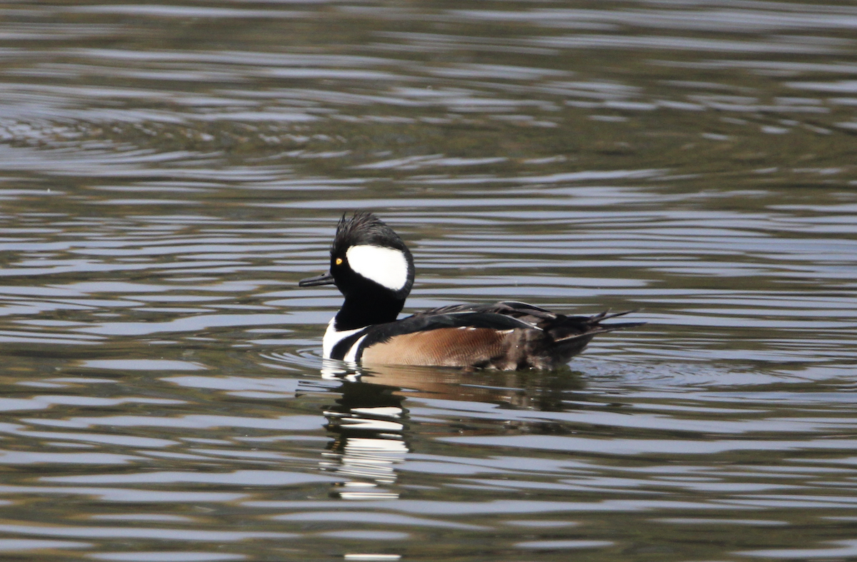 hjelmfiskand - ML646914128