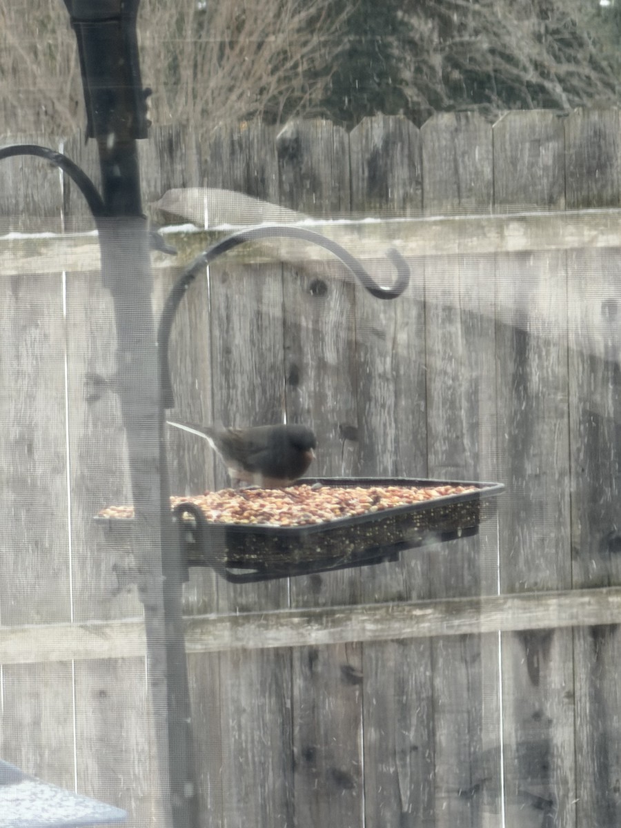 Dark-eyed Junco - ML646914129