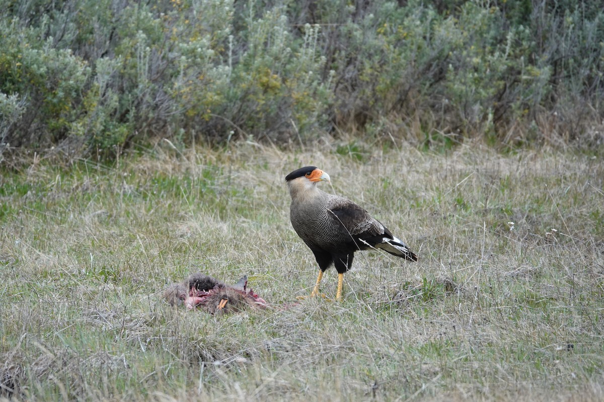 Каракара аргентинська - ML646914131