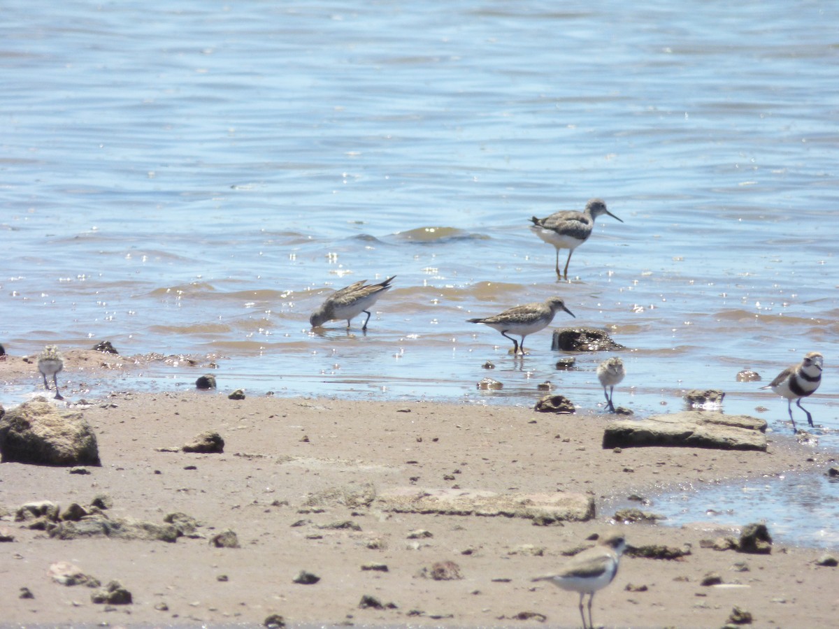 bonapartesnipe - ML646914133