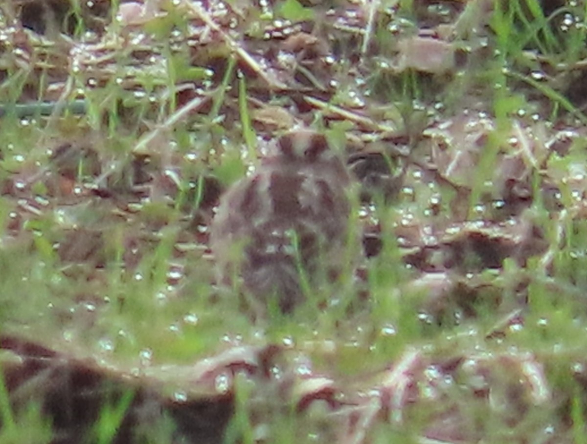 Каменный воробей - ML646914134