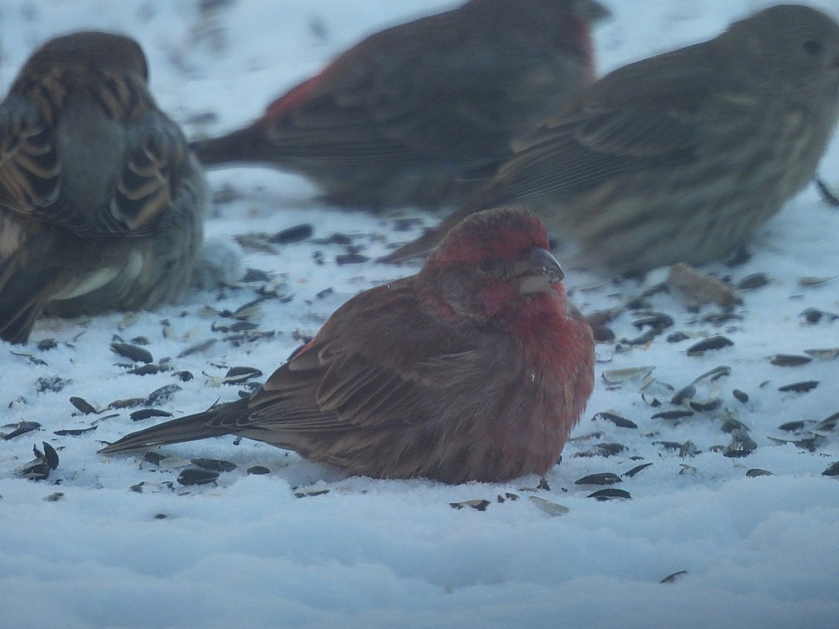 husrosenfink - ML646914135