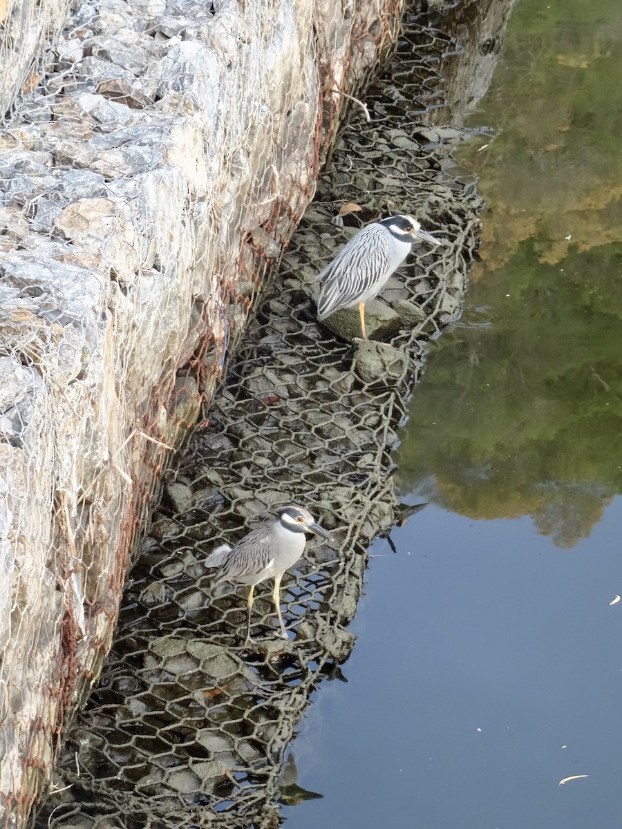 gulkronehegre - ML646914137