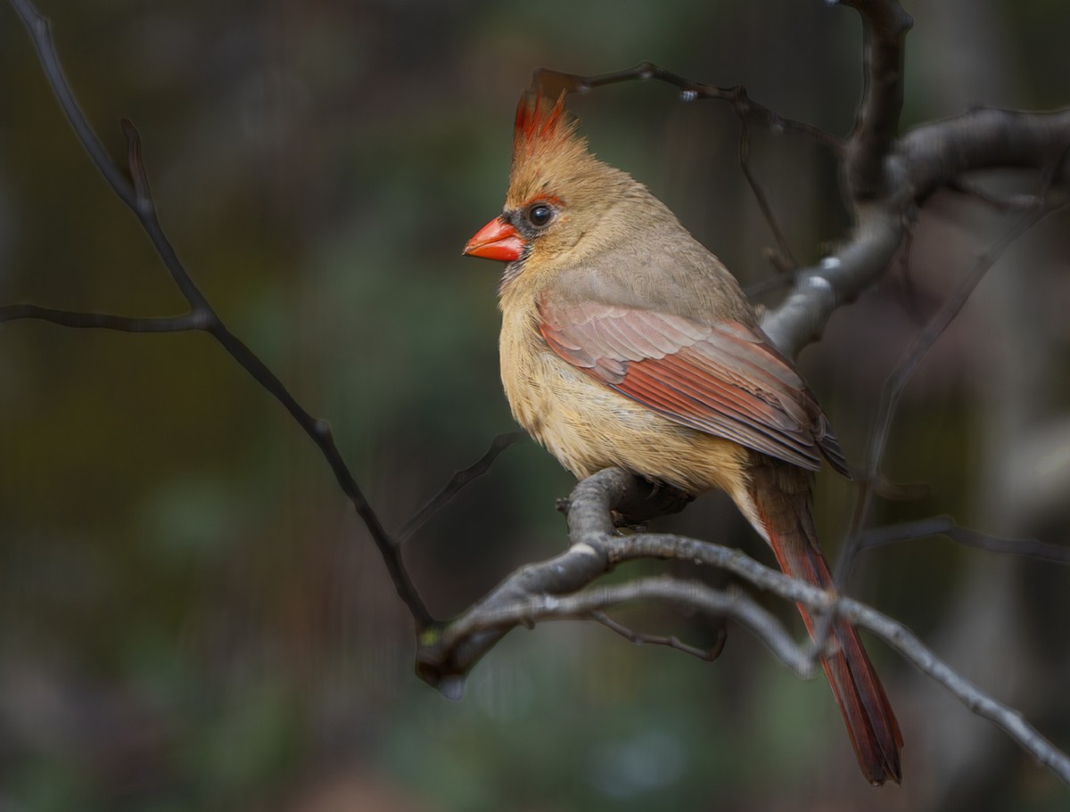 rødkardinal - ML646914138