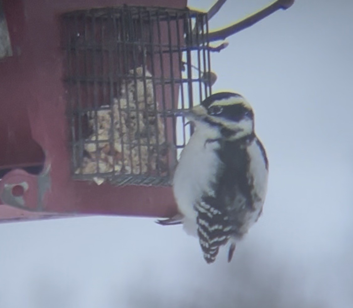 hårspett - ML646914139