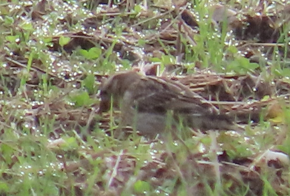 Каменный воробей - ML646914142