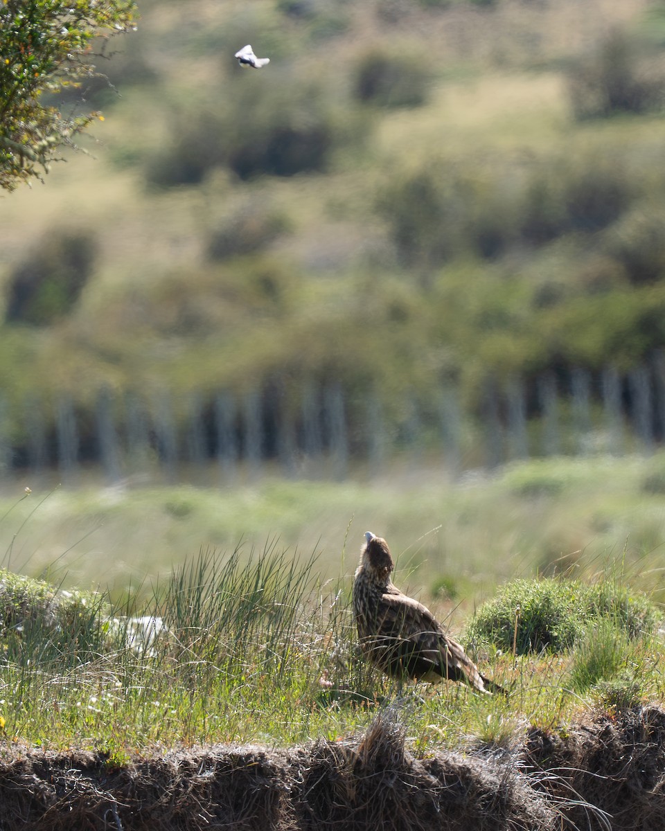 Каракара аргентинська - ML646914143