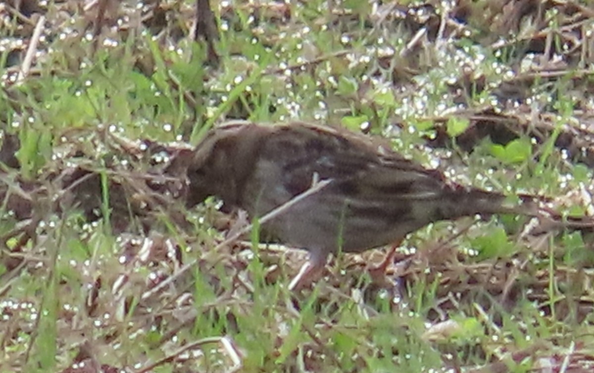 Каменный воробей - ML646914148