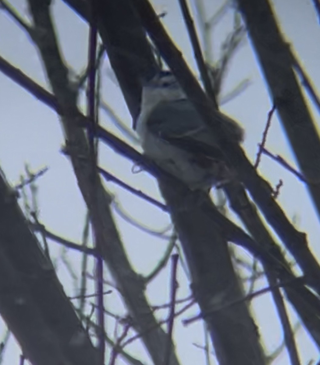 hvitbrystspettmeis - ML646914149