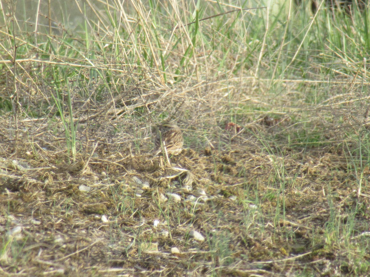 musespurv - ML646914152