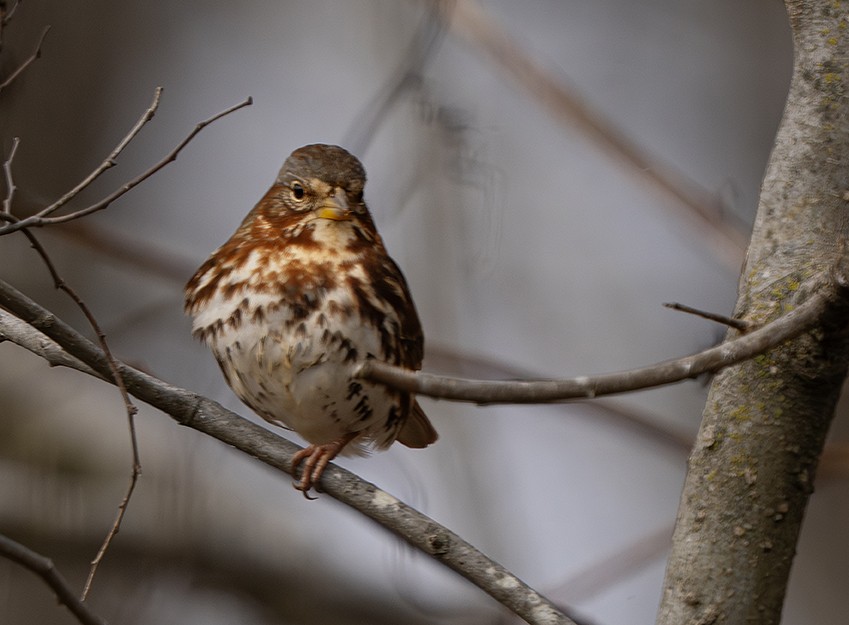 revespurv - ML646914153