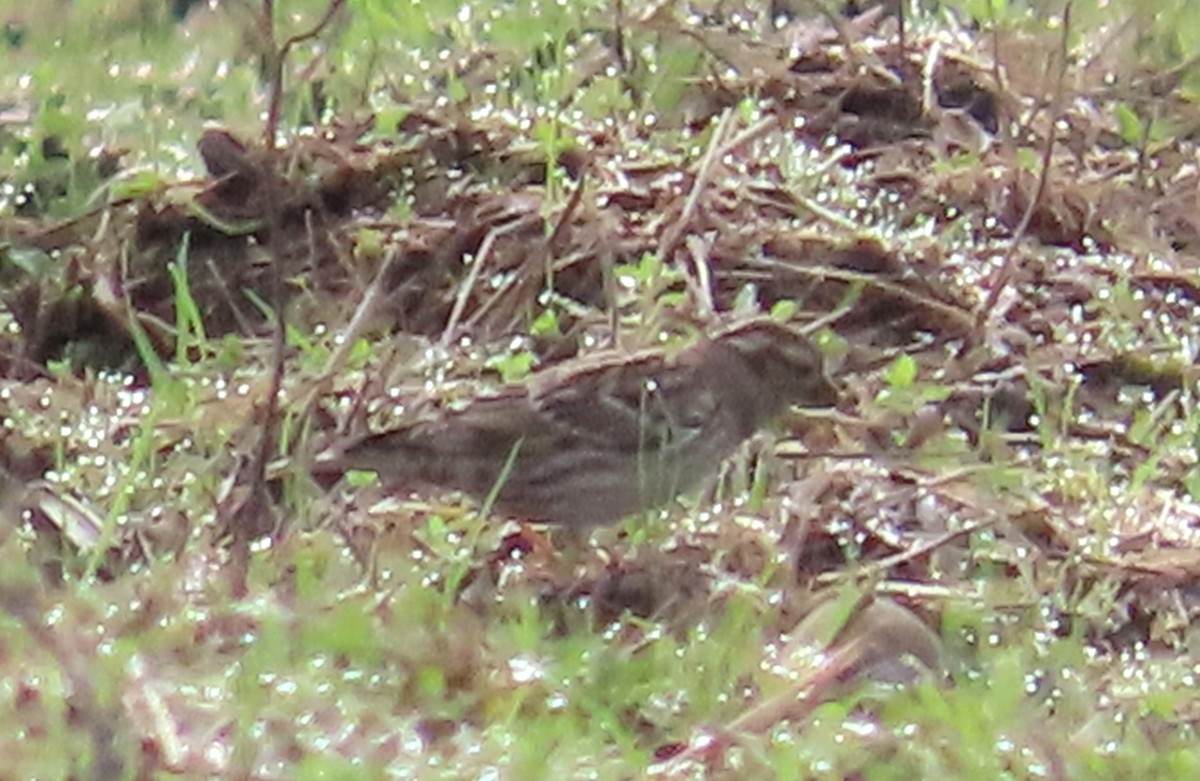 Каменный воробей - ML646914154