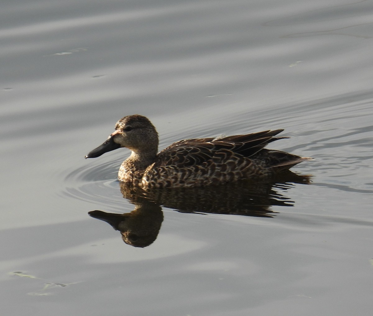 blåvingeand - ML646914155