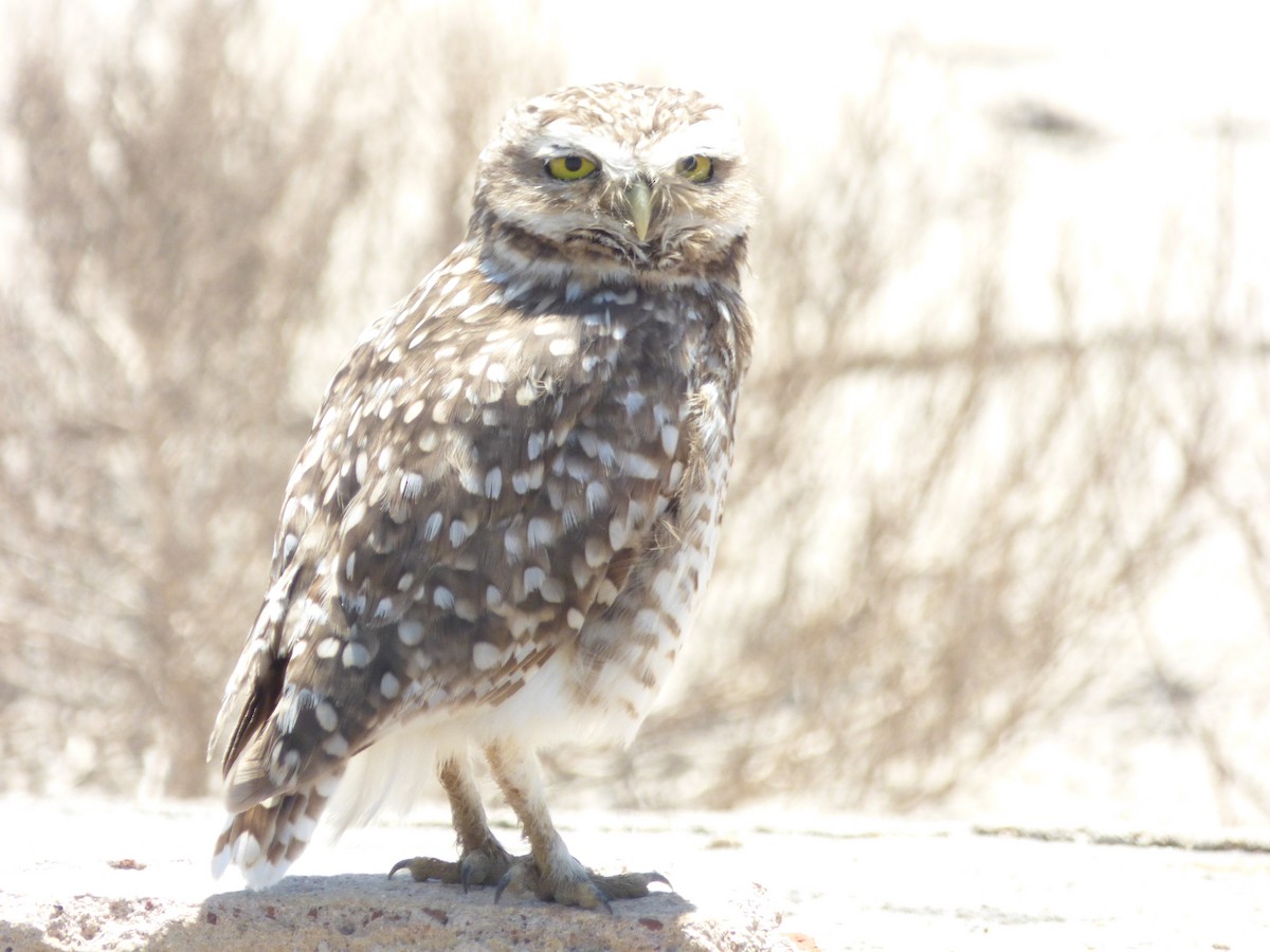 graveugle - ML646914156