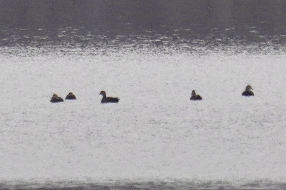 rødfotand - ML646914157