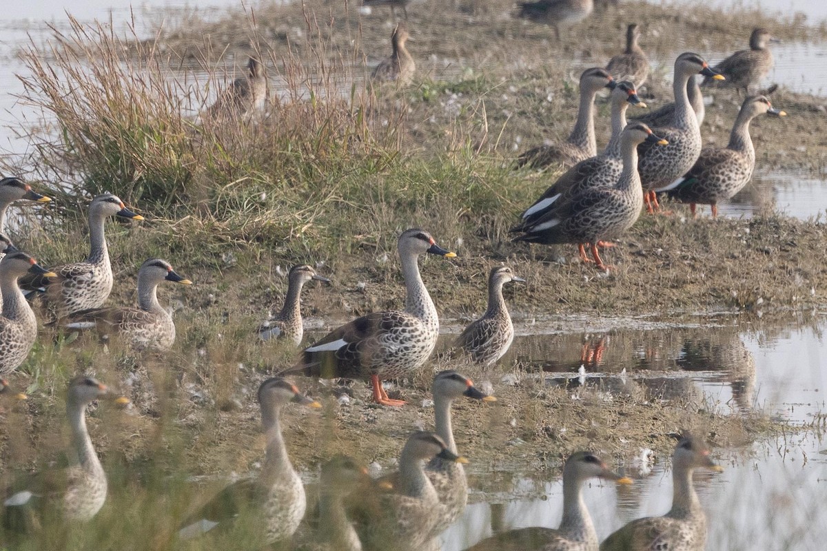 knekkand - ML646914158