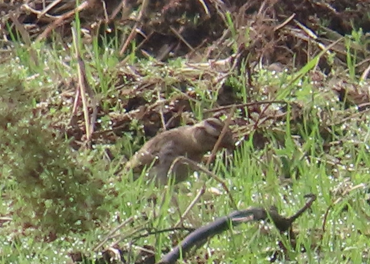 Каменный воробей - ML646914160