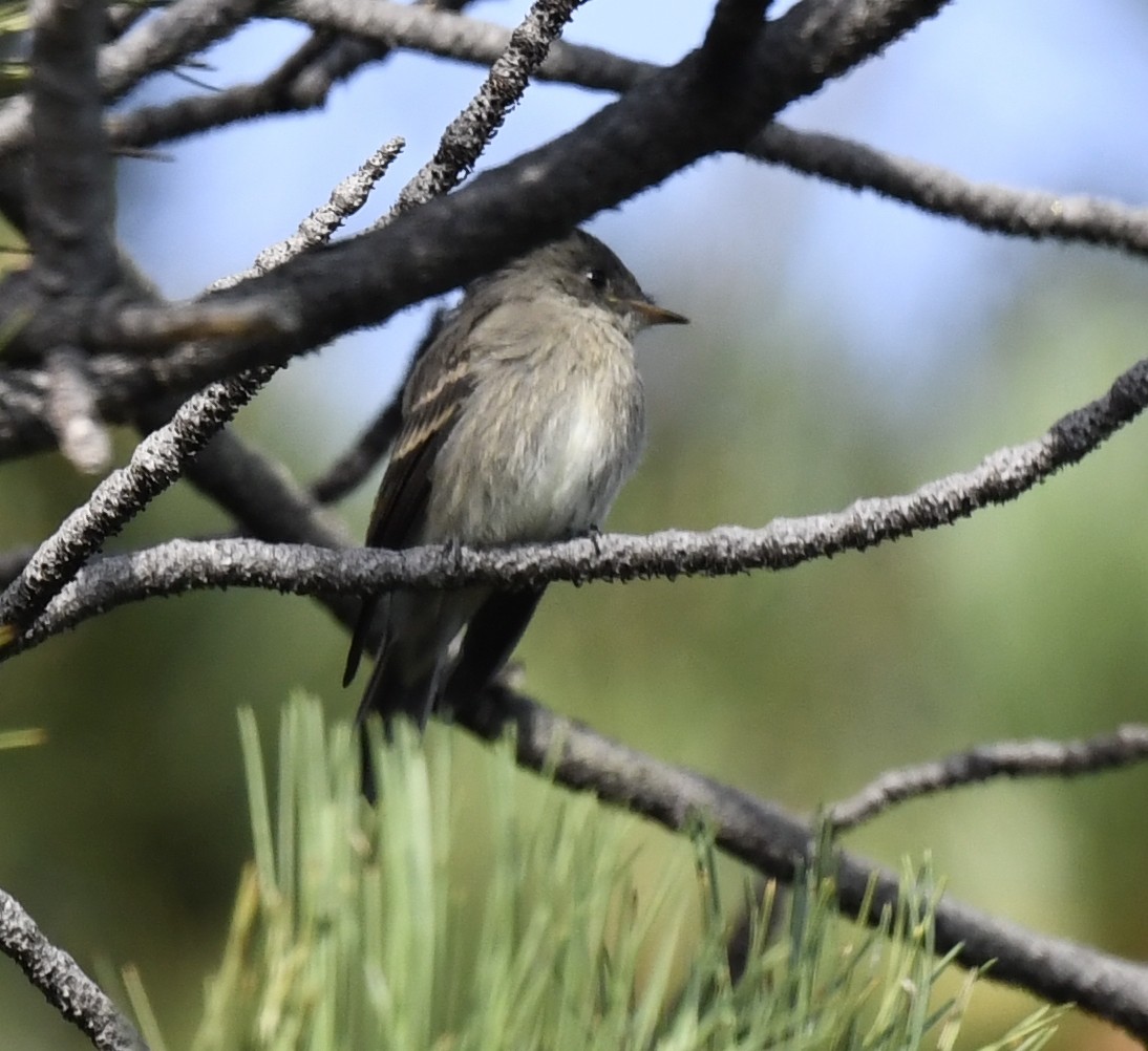 vestpivi - ML646914161