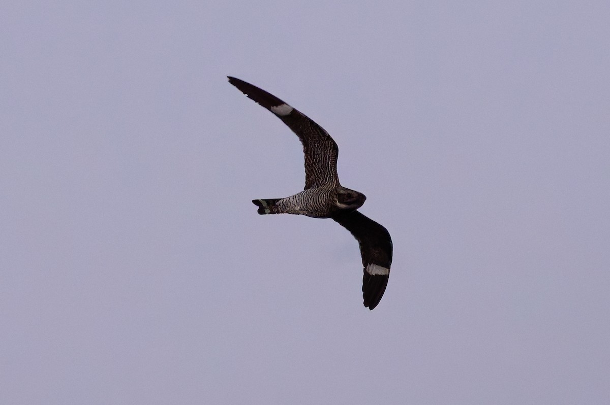 nordnatthauk - ML646914162