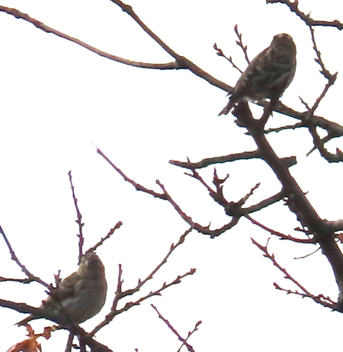 Каменный воробей - ML646914164