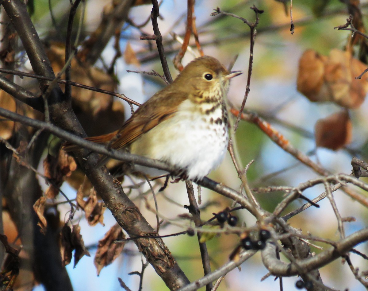 eremittskogtrost - ML646914165