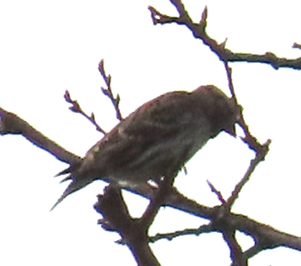 Каменный воробей - ML646914168