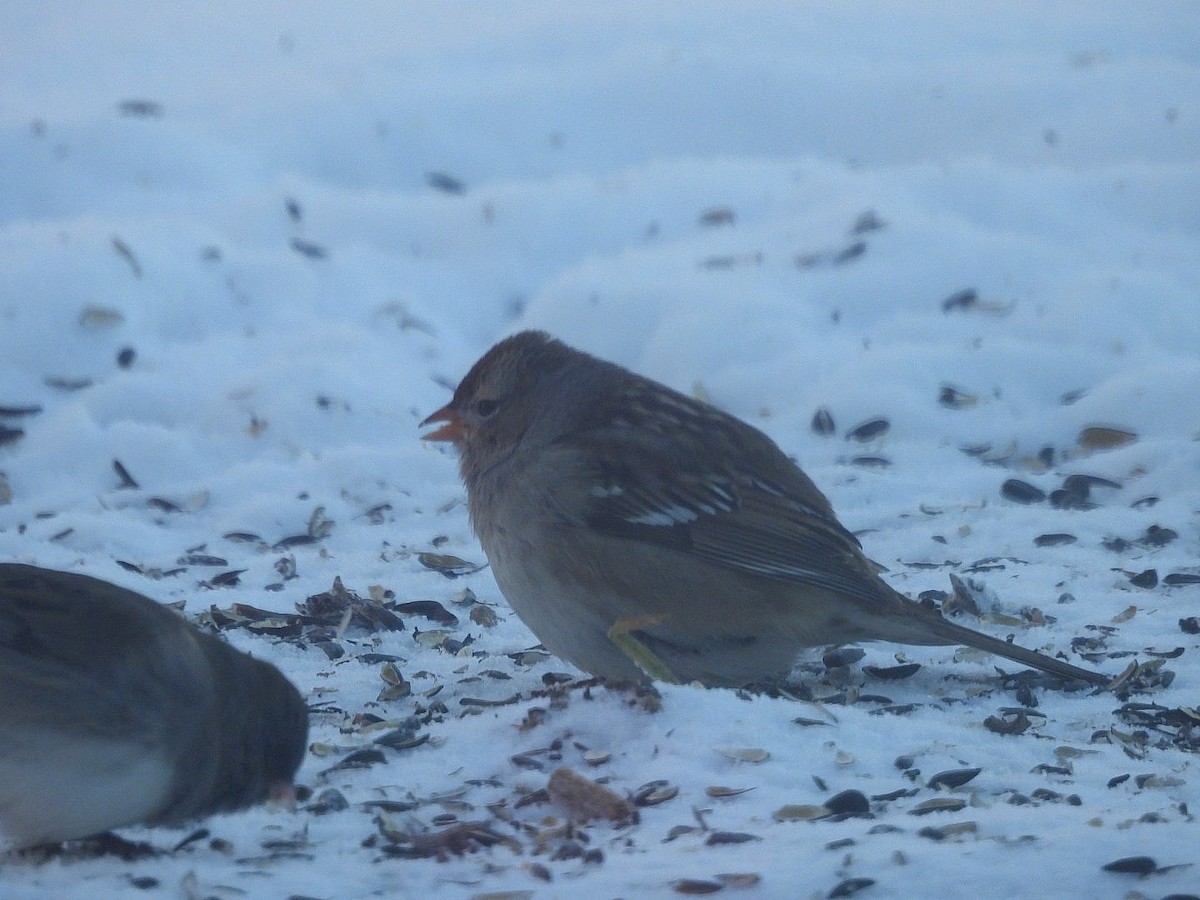 White-crowned Sparrow - ML646914171