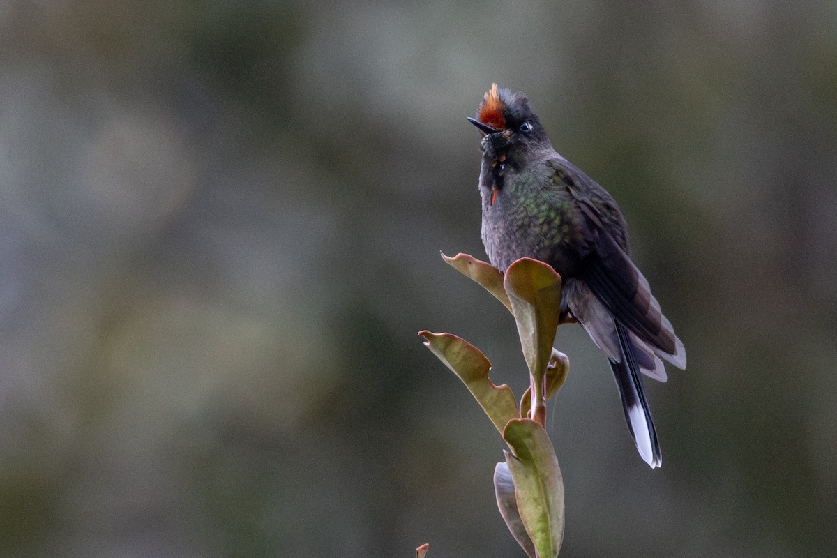 Rainbow-bearded Thornbill - ML646914181